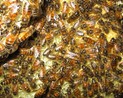 Programme de sauvegarde de l'abeille saharienne